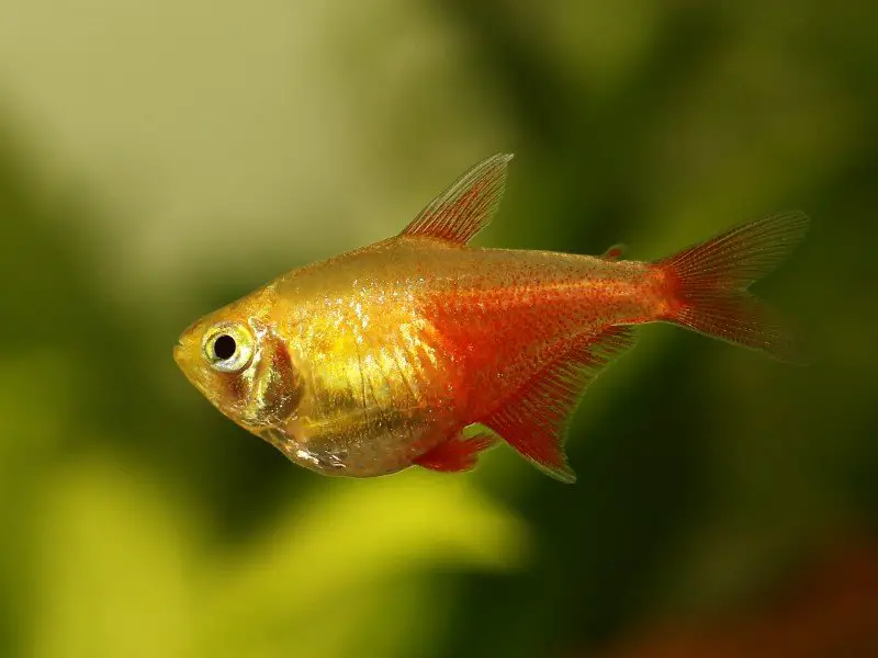 Green fire tetra close up