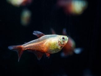 Green Fire Tetra