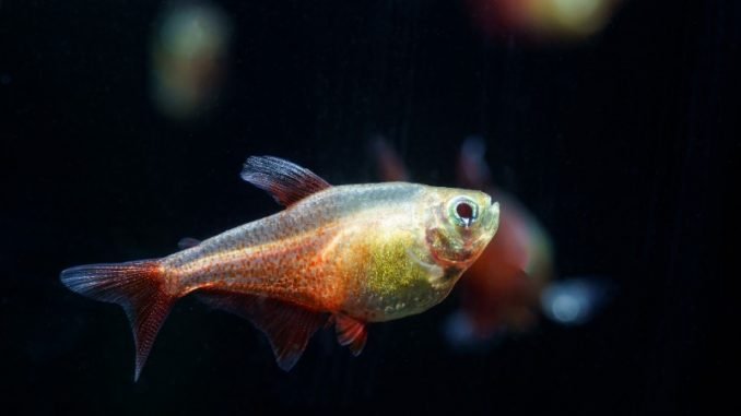 Green Fire Tetra