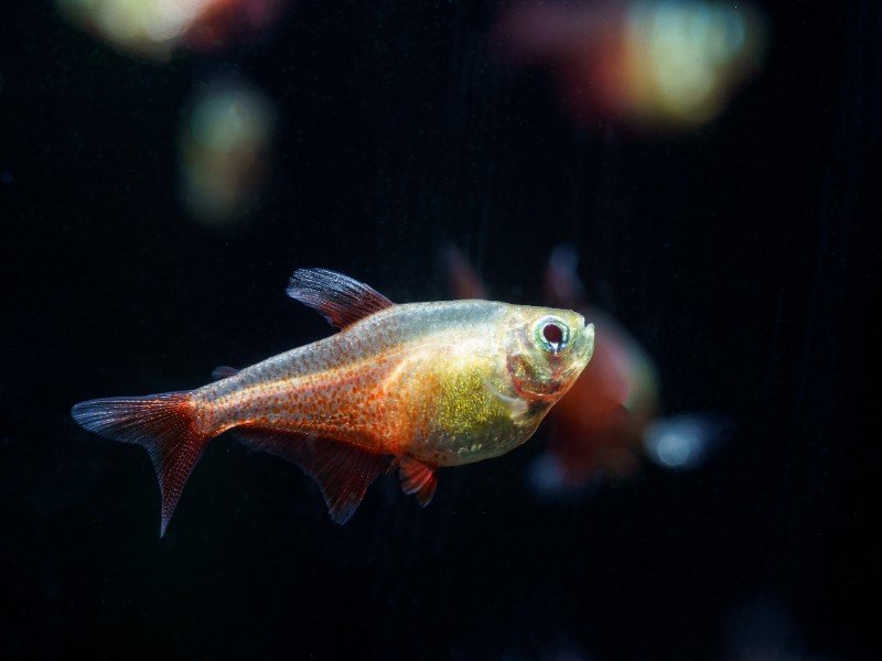 Green fire tetra swimming in a dark tank