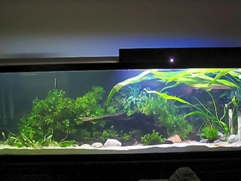 Loach planted tank set up