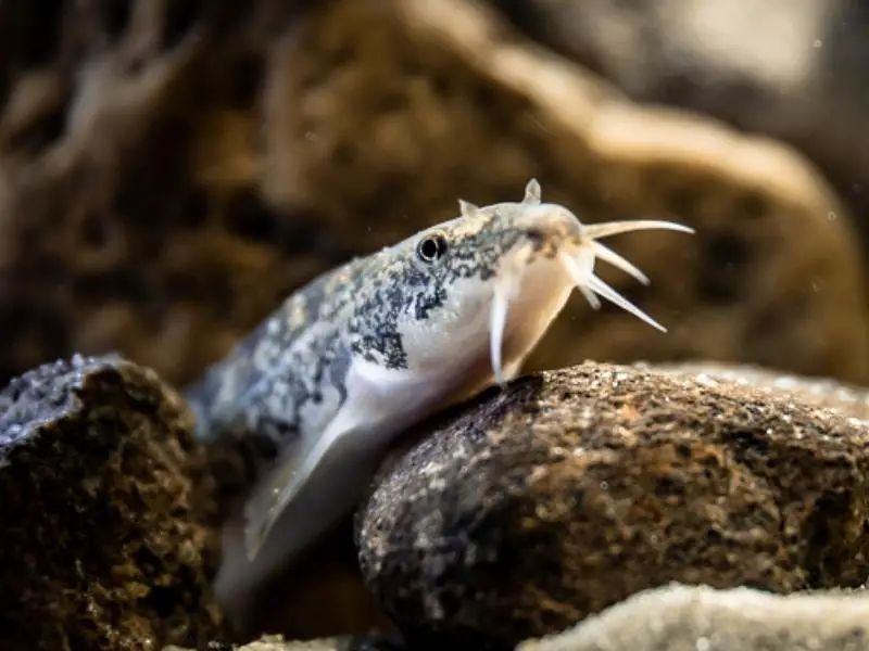 Loach fish swimming on rocks in a decorated tank