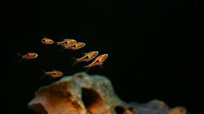 Rasbora fish in a tank