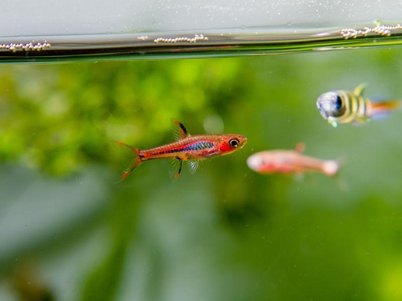 Colorful rasboras swimming near top of tank