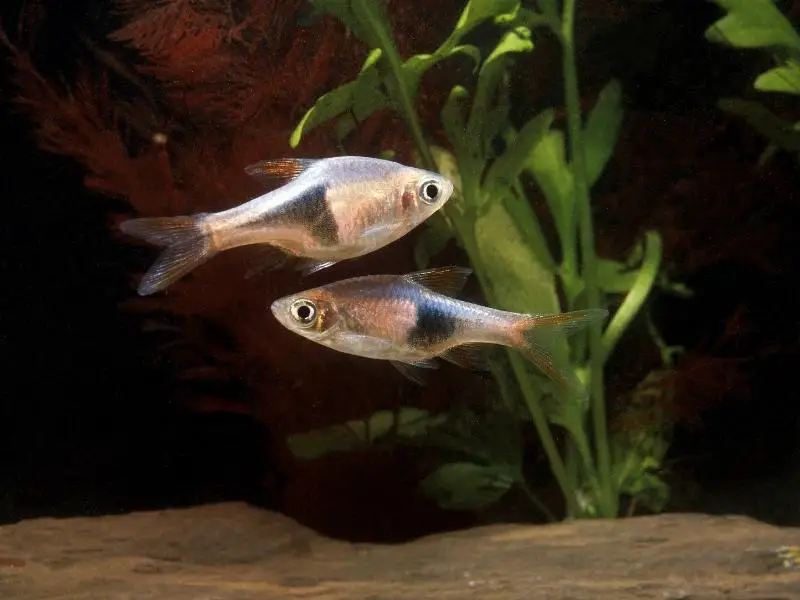 Pair of rasboras swimming in a decorated tank