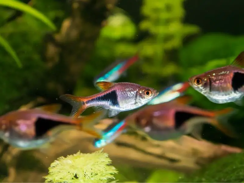 Rasboras swimming in a planted tank