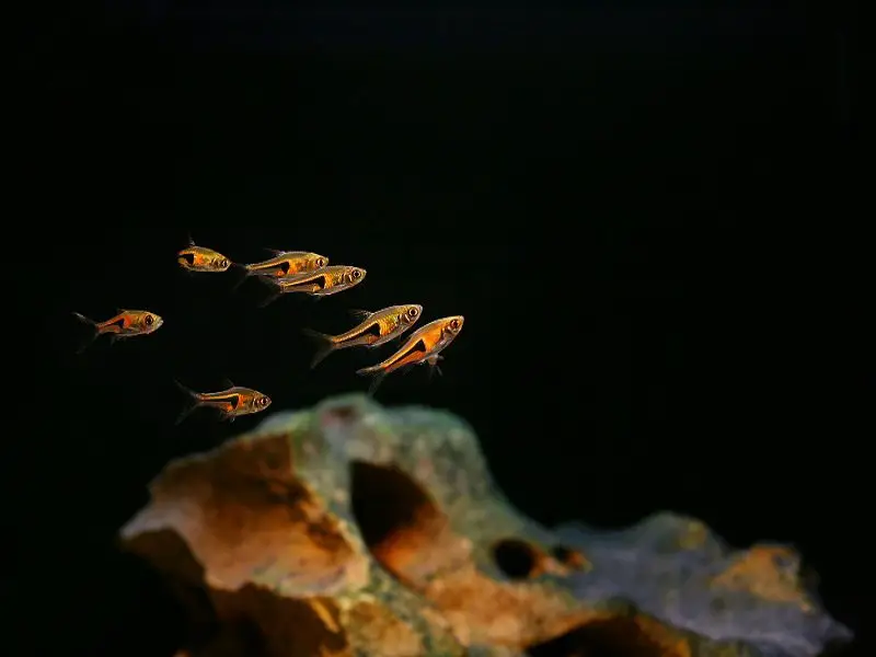 School of rasbora fish in a dark tank