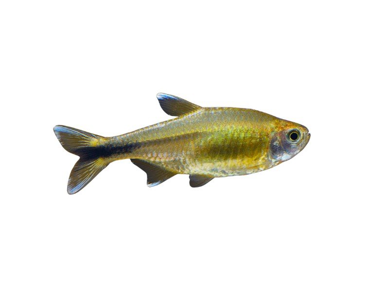 Silvertip tetra close up against a white background