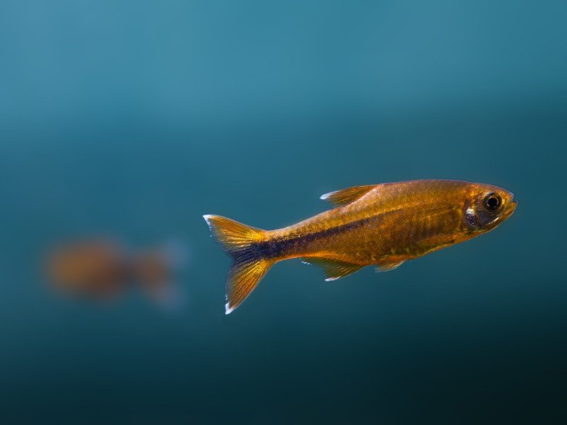 Silvertip tetras swimming in freshwater tank
