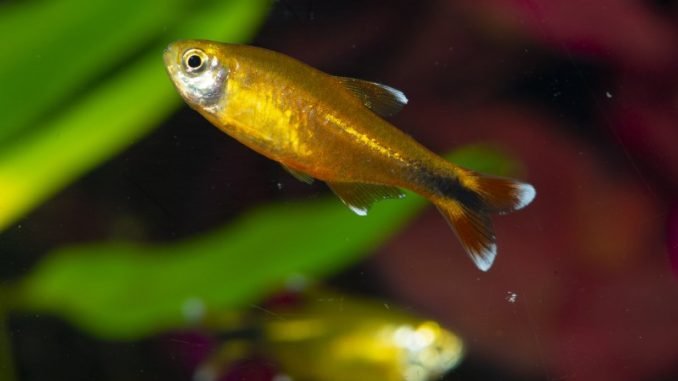 Silver Tip Tetra