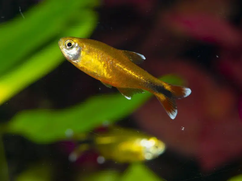 Silvertip tetra swimming in a planted tank