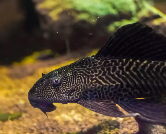 Sucker fish swimming up close