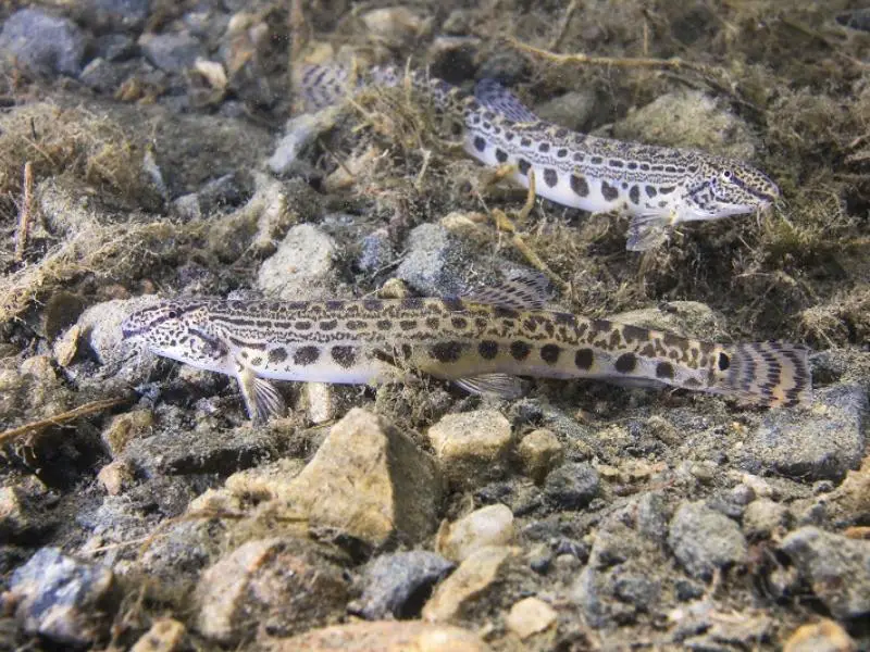 Pair of loaches swimming near rocky substrate