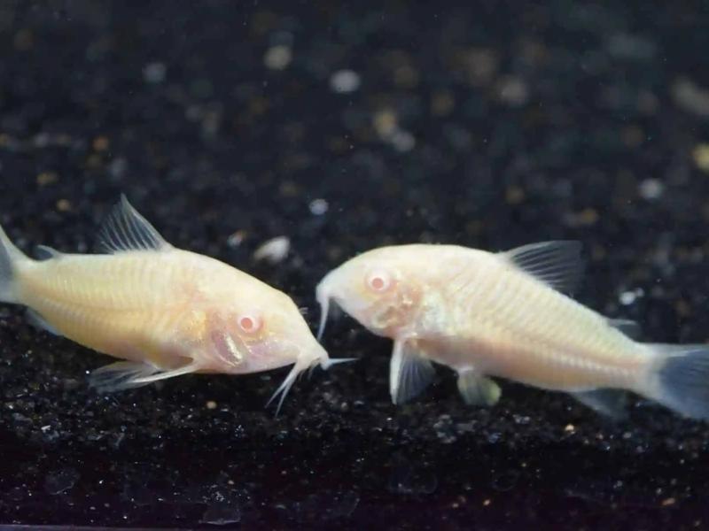 Pair of albino cories resting in dark substrate