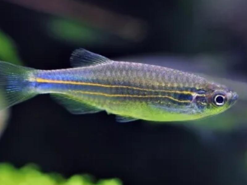 Black-barred danio swimming against a dark background