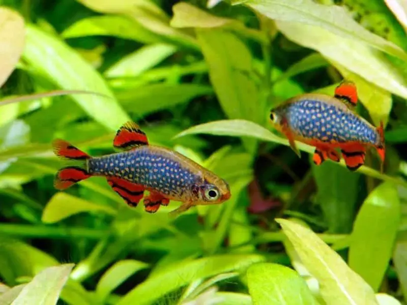 Pair of celestial pearl danios swimming in a planted tank