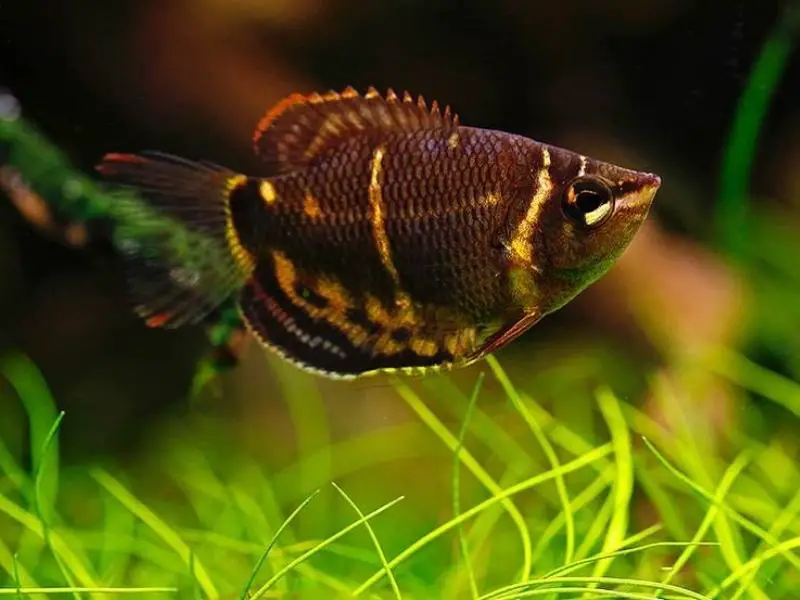 Chocolate gourami swimming in a planted tank