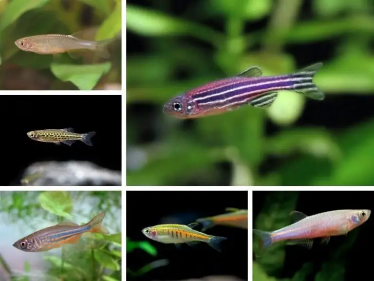 Zebra Danio (Zebrafish) Care 101 All You Need to Know