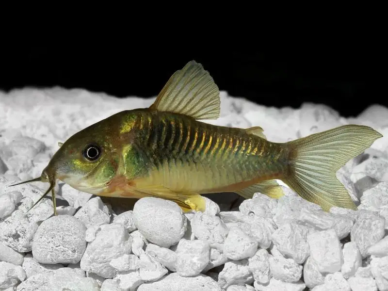 Emerald cory swimming near rocks