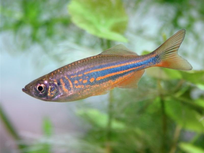 Giant danio swimming in a planted tank