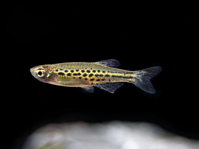 Gold ring danio swimming in a dark tank