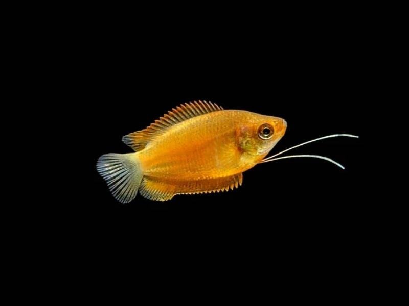 Honey gourami swimming against a black background