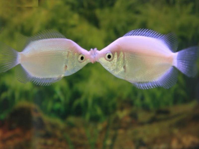 Two kissing gouramis kissing in a planted tank