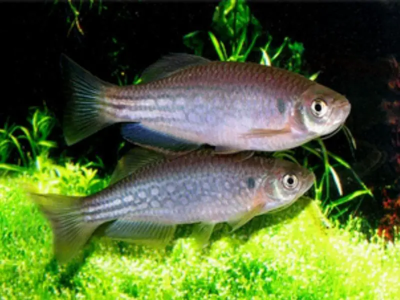 Moustached danios swimming near aquarium plants