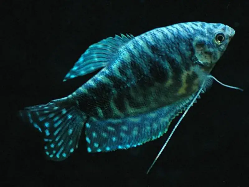 Opaline gourami swimming in a dark tank