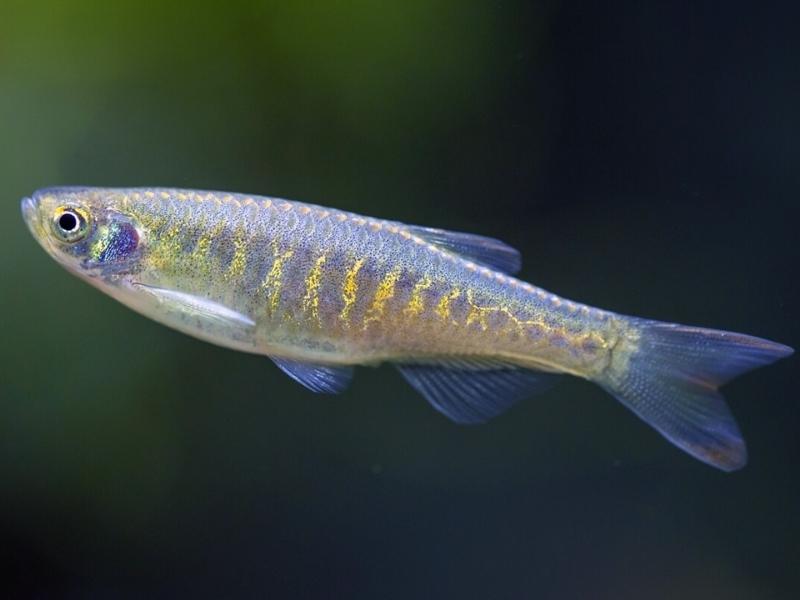 Panther danio swimming in a dark tank