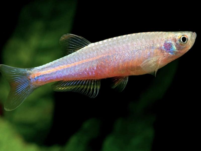 Pearl danio swimming close up