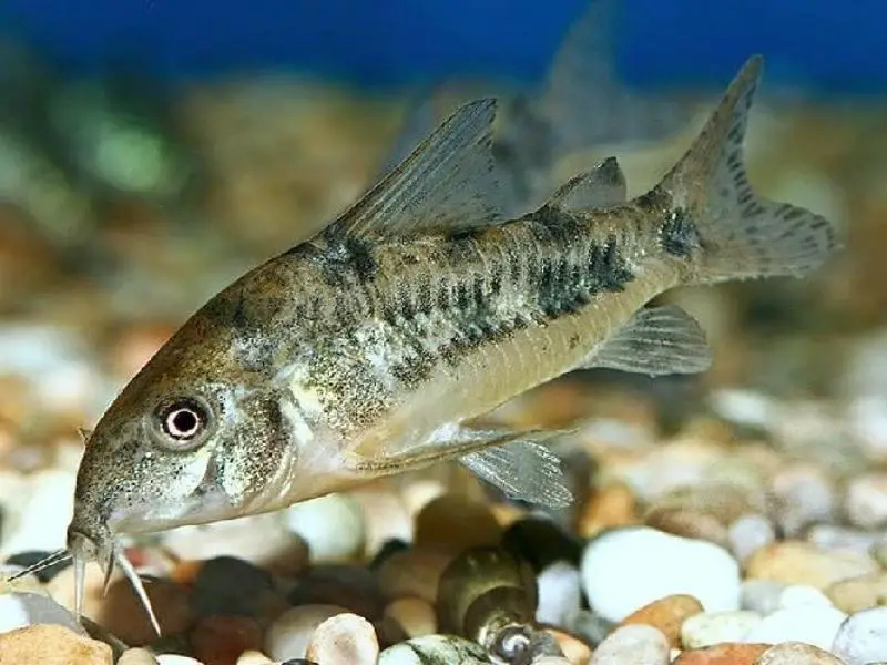 Pepper cory swimming close up