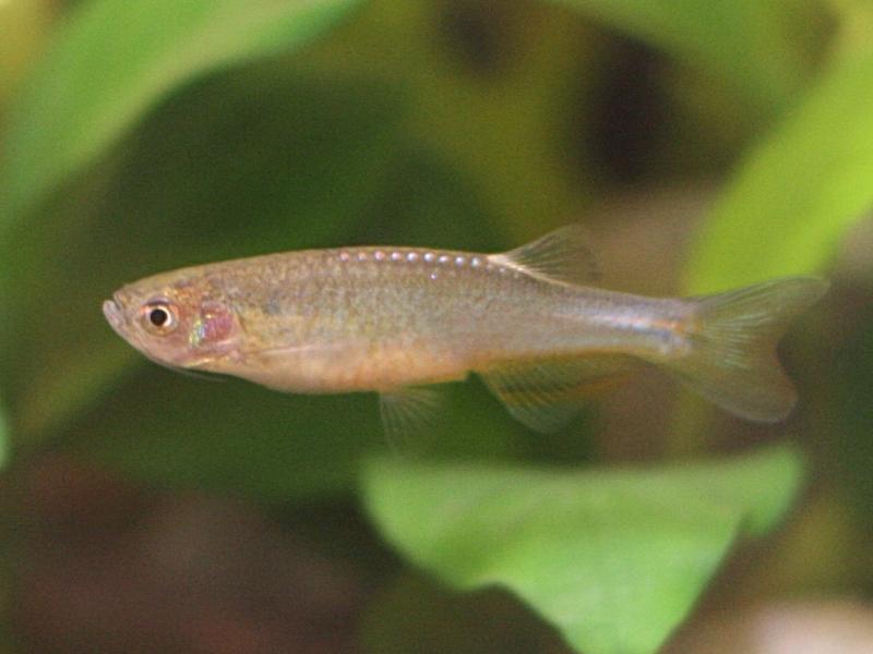 Rose danio swimming in a planted tank