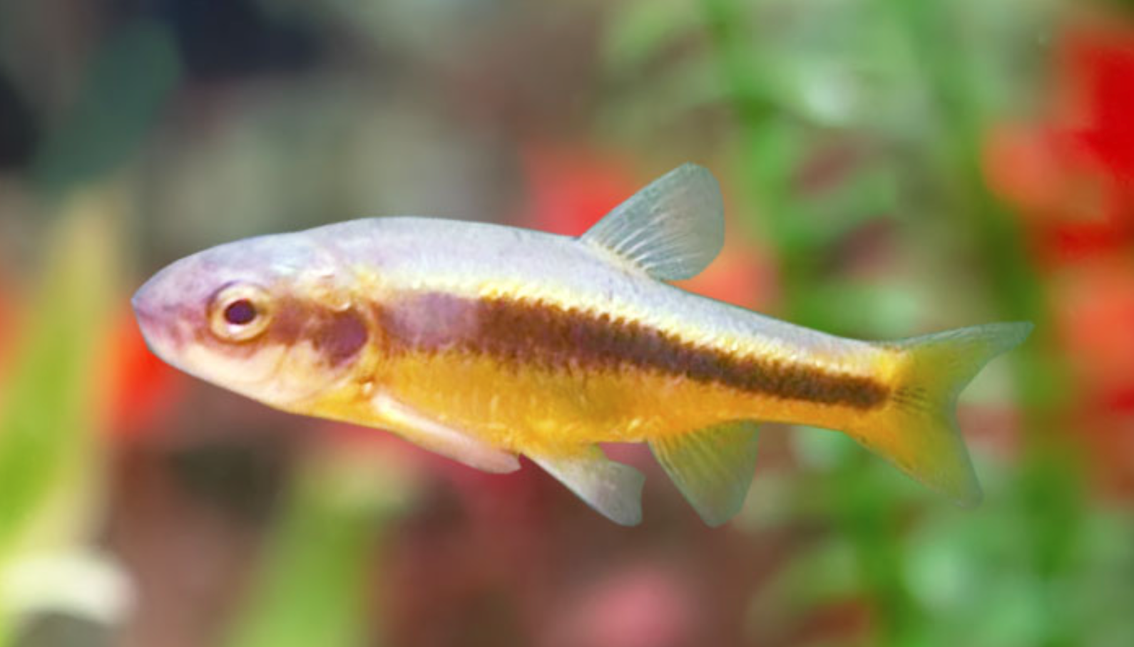 Chubbyhead barb swims in a decorated tank