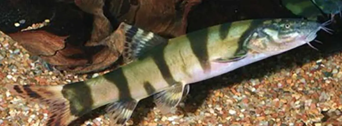 Lepto loach swimming above gravel substrate