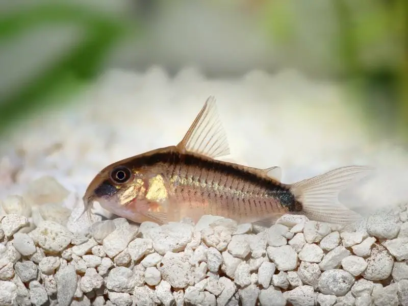 Skunk cory resting on gravel substrate