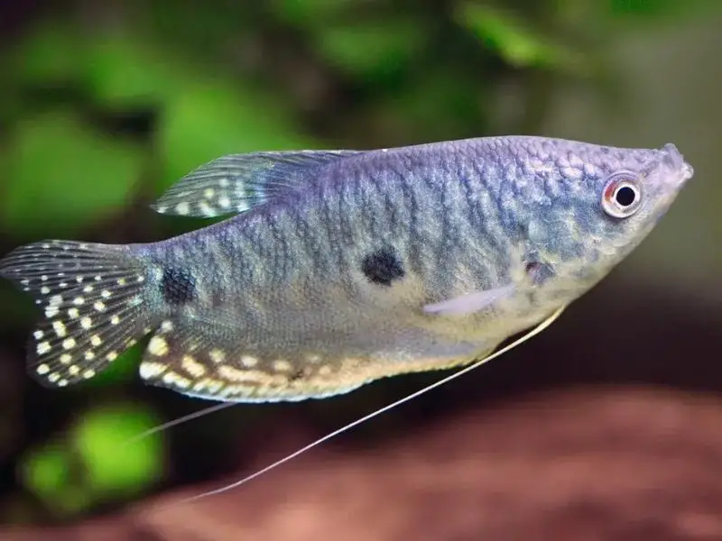 Blue gourami swimming close up