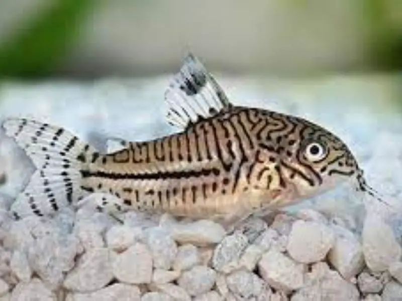 Three stripe cory resting near rocky substrate