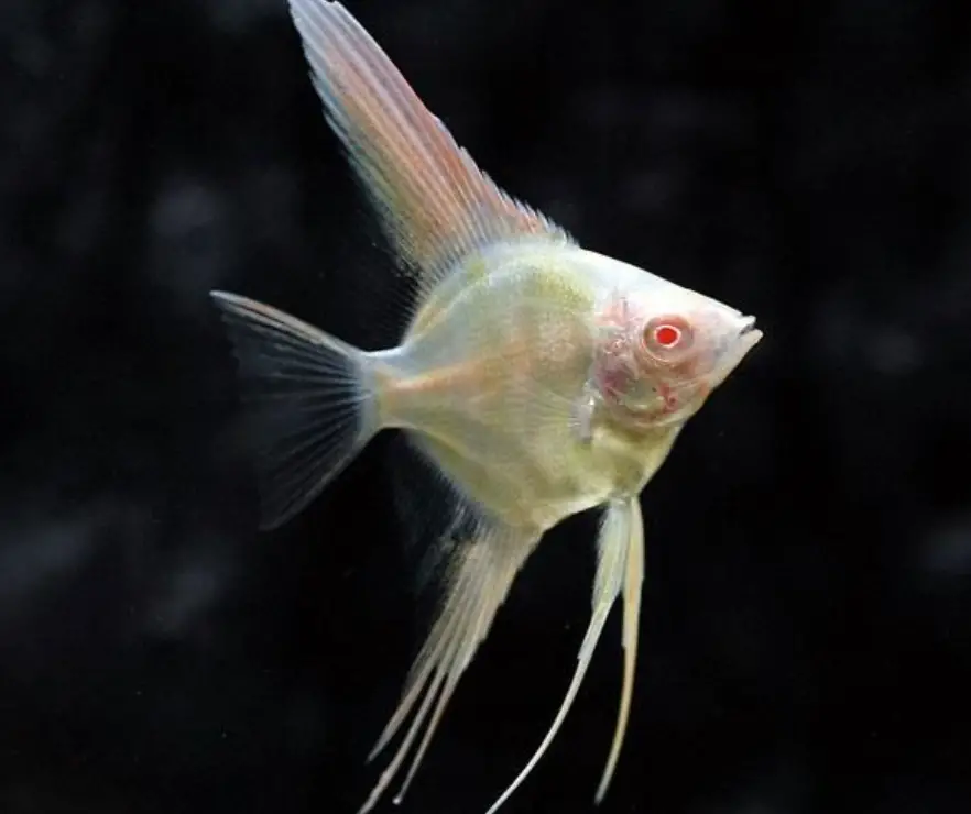 Albino angelfish swimming against black background
