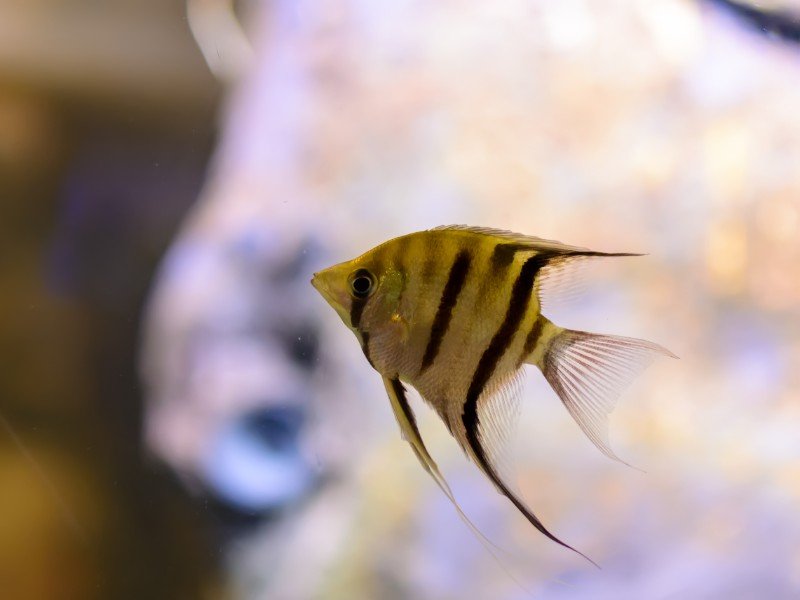Altum orinoco angelfish swimming upward