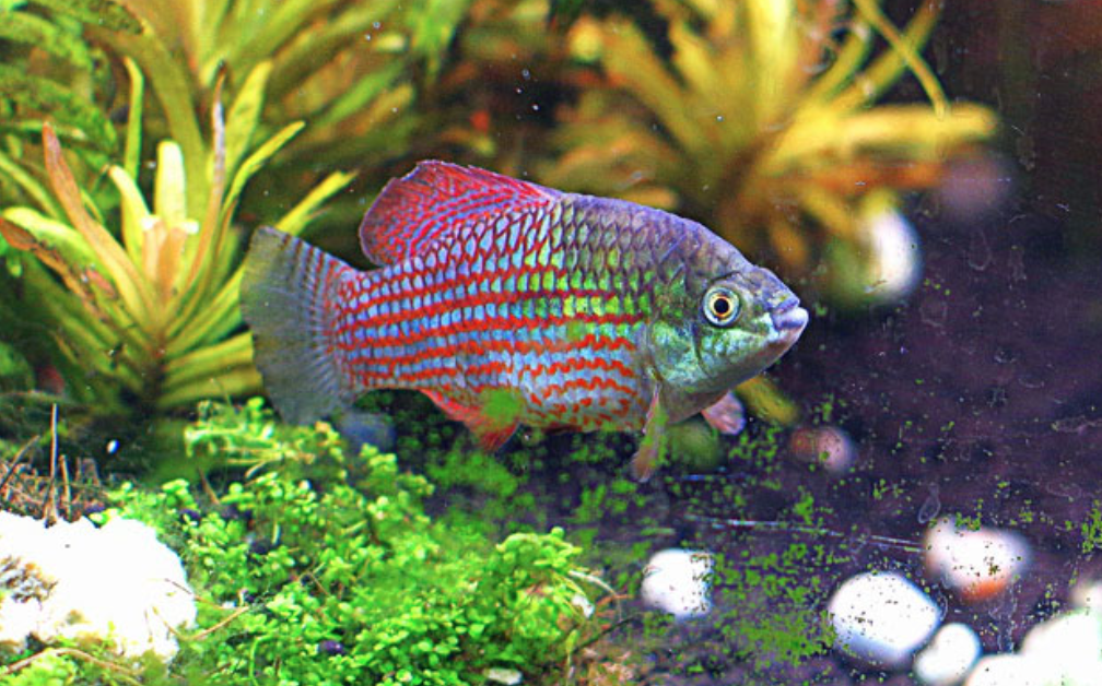 American flagfish swimming above plants and substrate