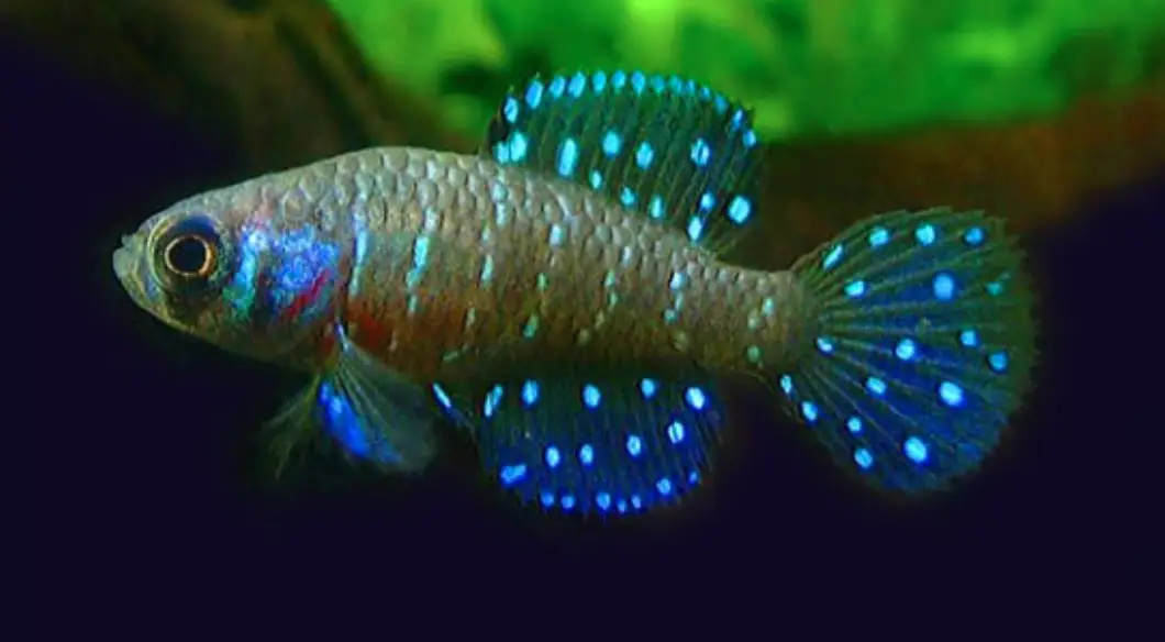 Argentine pearlfish swimming against a dark background