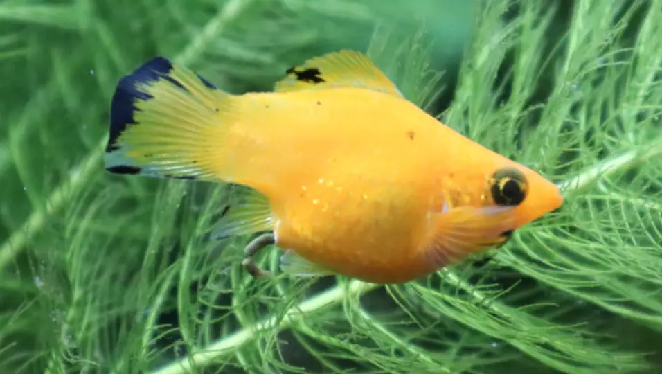 Balloon belly swimming in a planted tank