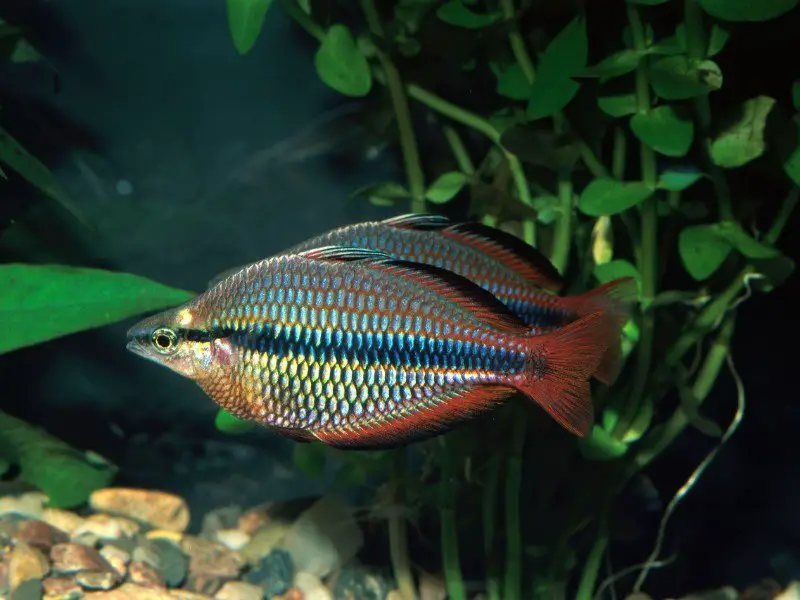 Pair of banded rainbowfish swimming in a planted tank