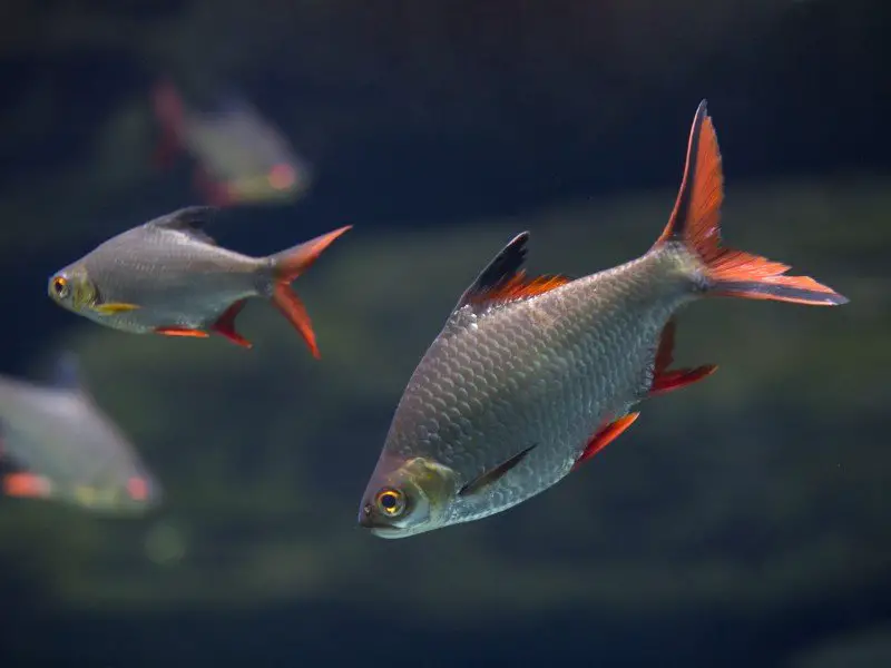 School of beardless barbs swimming in a dark tank