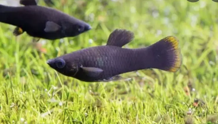 Common black molly swimming in planted tank