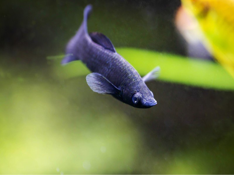 Black lyretail molly fish swimming close up