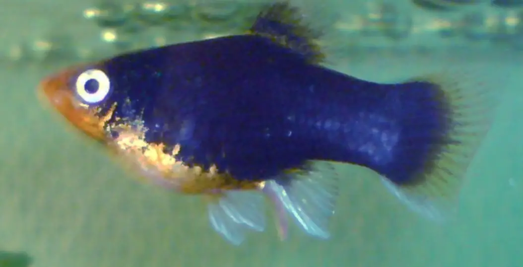 Black Hamberg platy swimming up close