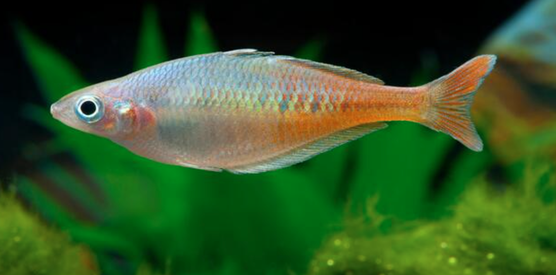 Bleher's rainbowfish swimming in front of plants