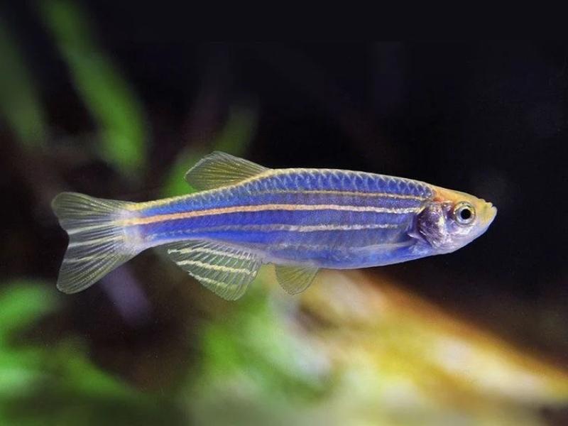 Blue danio swimming close up